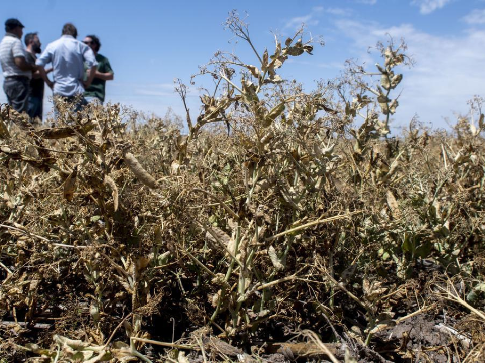Sequía y temperaturas extremas afectan a los cultivos del norte argentino